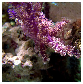 pic25.jpg