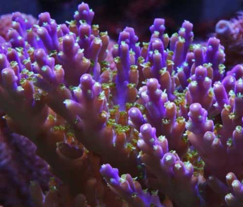 Reefkeeping Magazine - ReefSlides