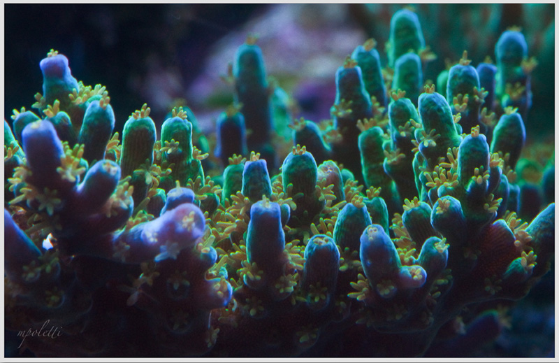 Reefkeeping Magazine - April 2014 Tank of the Month