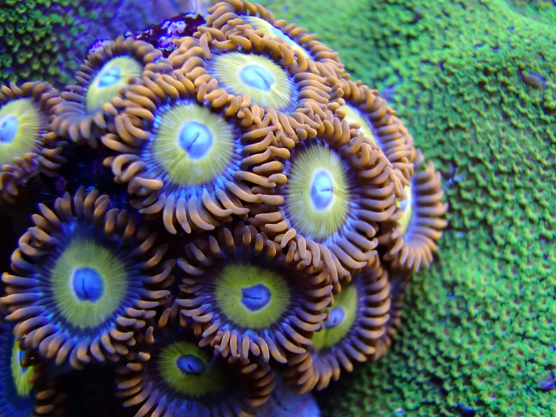 PE64