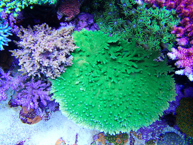 Reefkeeping Magazine - April 2015 Tank of the Month