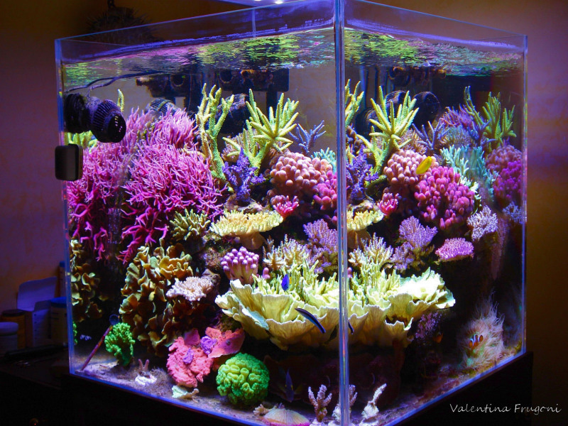 FTS