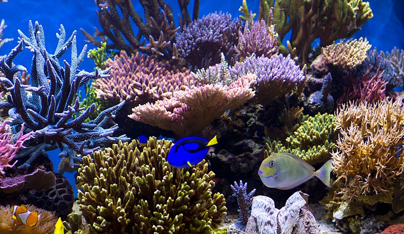 Reefkeeping Magazine - December 2013 Tank of the Month