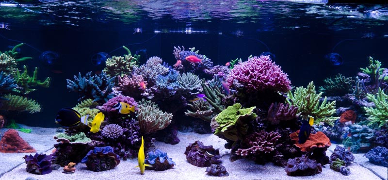 FTS