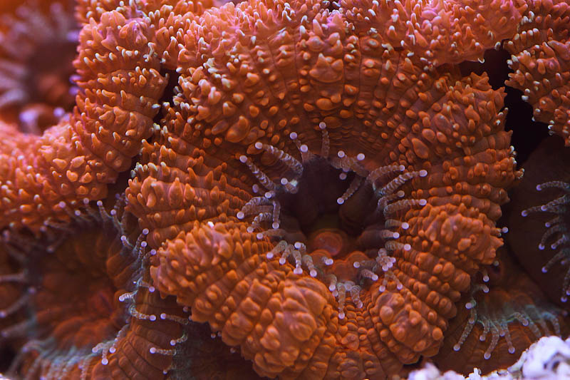 acan