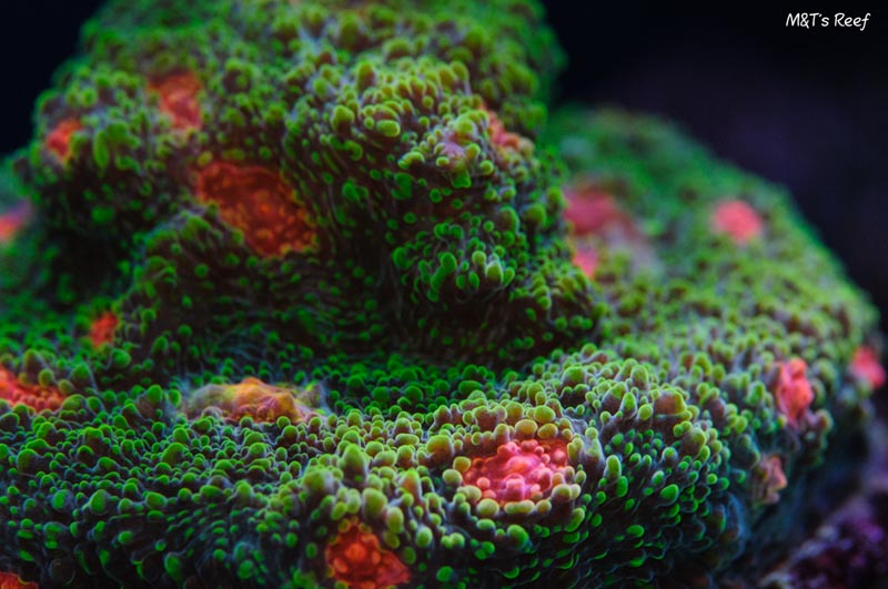 coral33