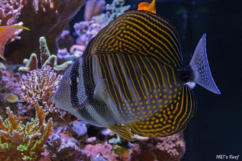 fish10