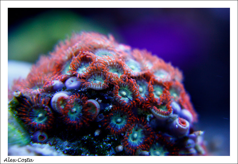 zoanthusrosa2