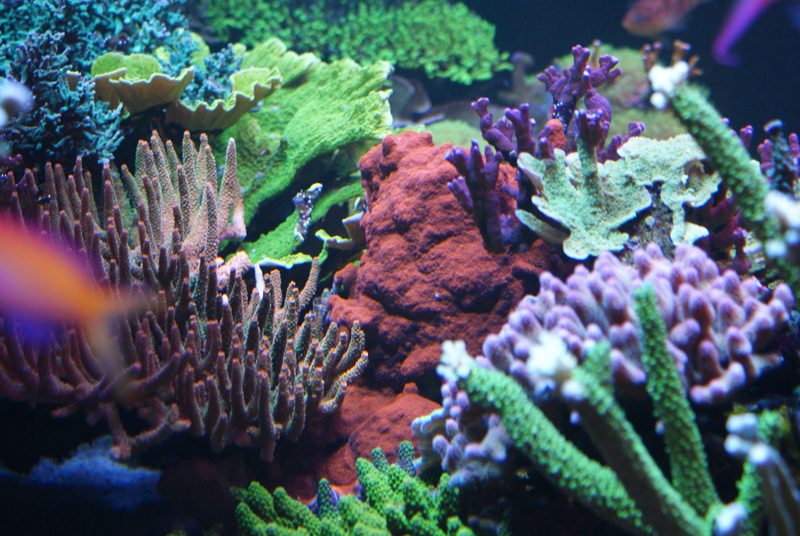 Reefkeeping Magazine - July 2015 Tank of the Month