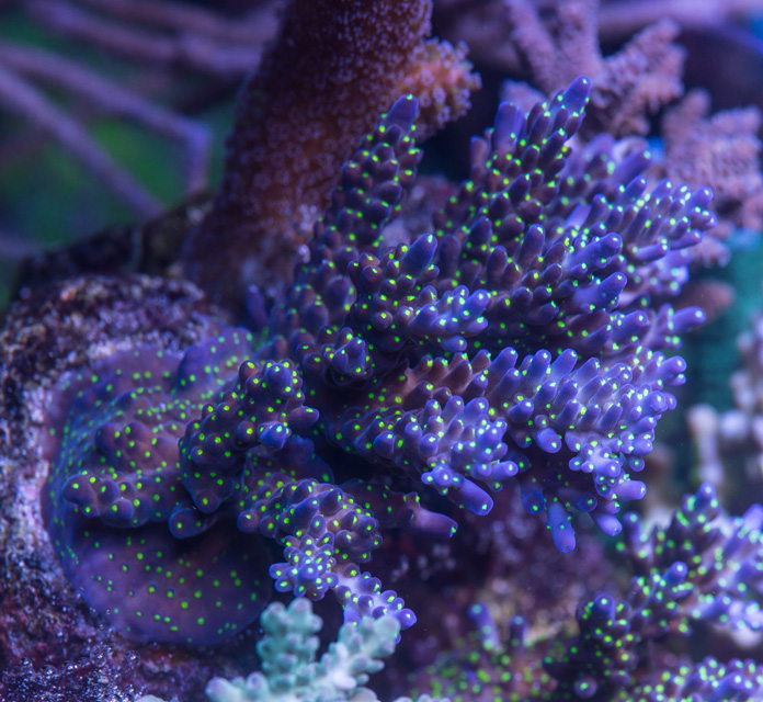 Reefkeeping Magazine - March 2015 Tank of the Month