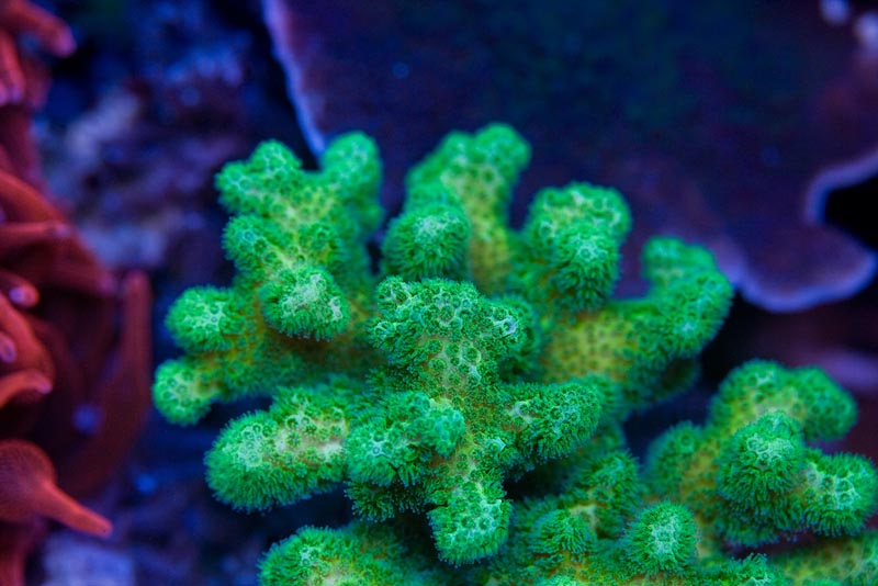 Reefkeeping Magazine - May 2013 Tank of the Month