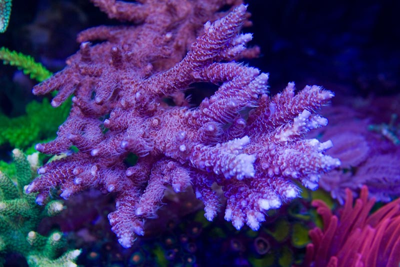 Reefkeeping Magazine - May 2013 Tank of the Month