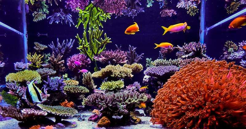 FTS