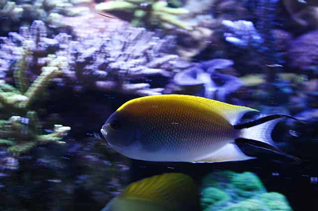 pic43fish1