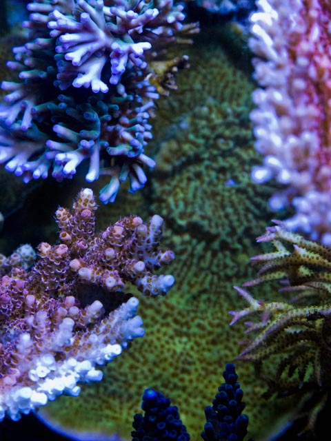 coral05