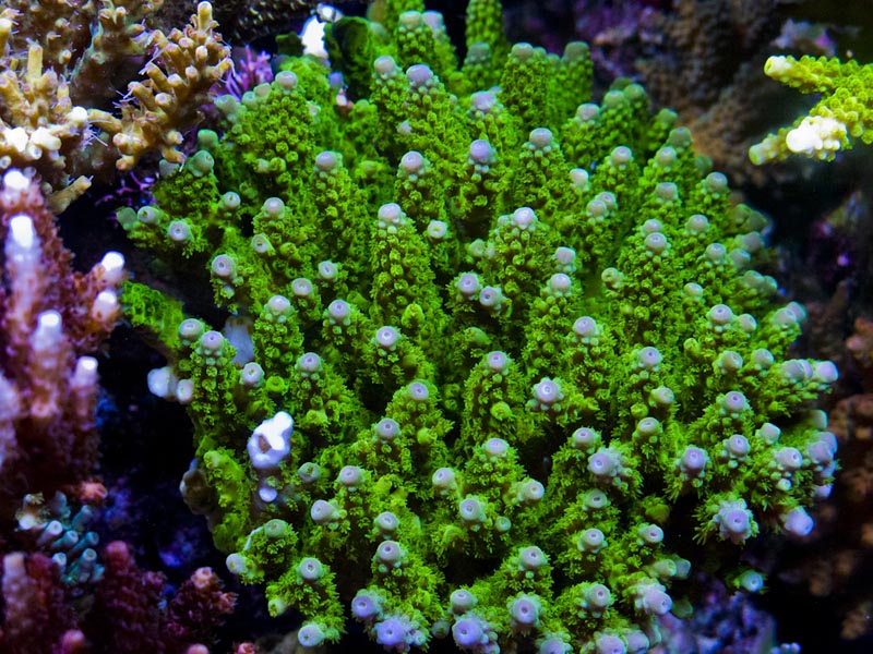 Reefkeeping Magazine - October 2013 Tank of the Month