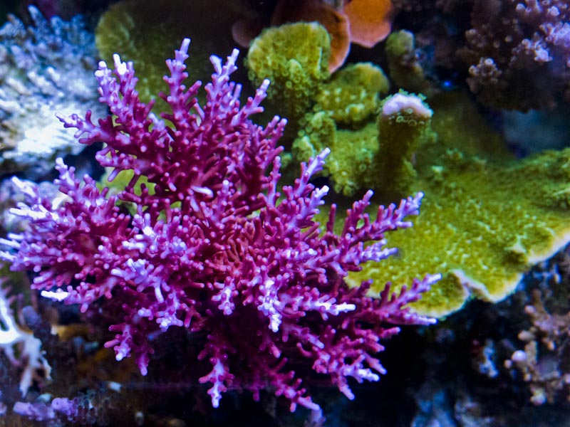 coral26