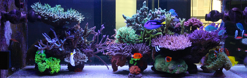 FTS