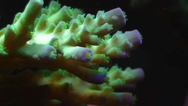 Reefkeeping Magazine - April 2012 Tank of the Month (psteeleb)