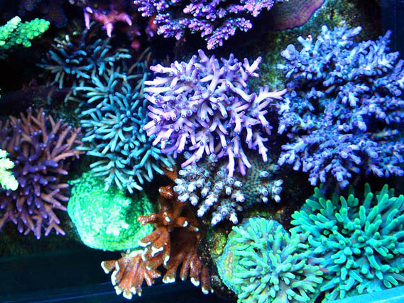 Corals-3_1