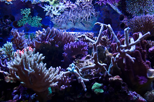 Reefkeeping Magazine - Tank of the Month