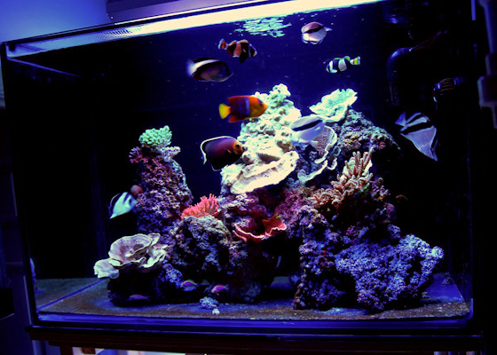 Reefkeeping Magazine - Tank of the Month