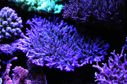 2011-1-22-Tank 028