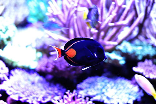 2011-1-22-Tank 088