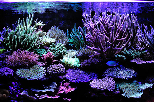 coralset 032