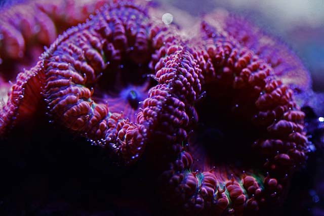 Reefkeeping Magazine - May 2012 Tank of the Month (i2as kass)